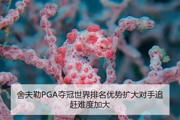 舍夫勒PGA夺冠世界排名优势扩大对手追赶难度加大